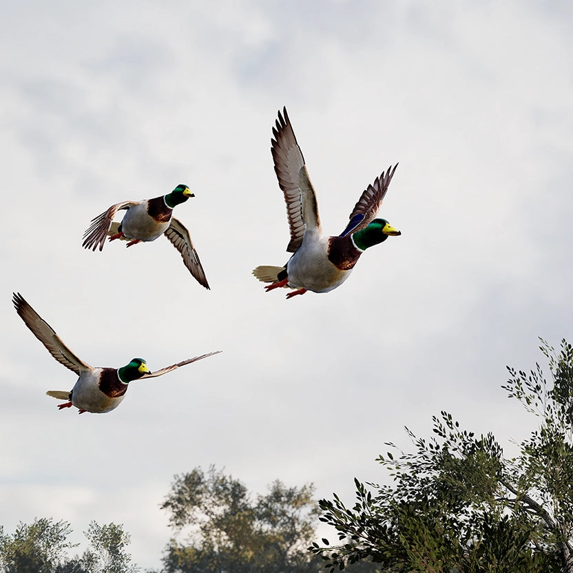GAIM Wild Duck Woodland Lake - $59.00 at GAIM 